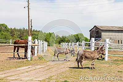 Farm scene with donkeys and horse over wooden log fence, bale of hay and barn. Countryside rural landscape Stock Photo