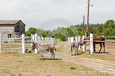Farm scene with donkeys and horse over wooden log fence, bale of hay and barn. Countryside rural landscape Stock Photo