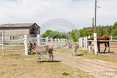 Farm scene with donkeys and horse over wooden log fence, bale of hay and barn. Countryside rural landscape Stock Photo