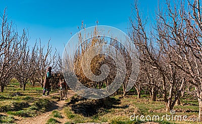 Farm Scene in Midelt Morocco with a Donkey Stock Photo