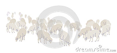 Farm Sheep Flock Isolated on White Vector Illustration