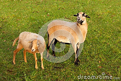 Farm sheep lambs Stock Photo