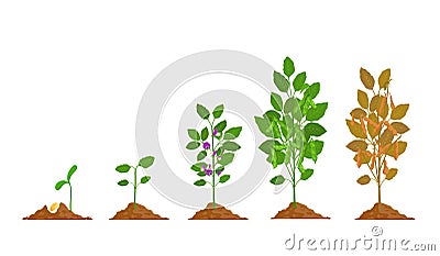 Farm soy plant with bean pod growth stages. Soybean seed, sprout, flower and ripening phase. Agriculture legume soya Vector Illustration