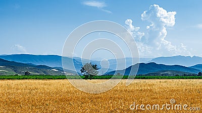 Farm wheat fields Stock Photo