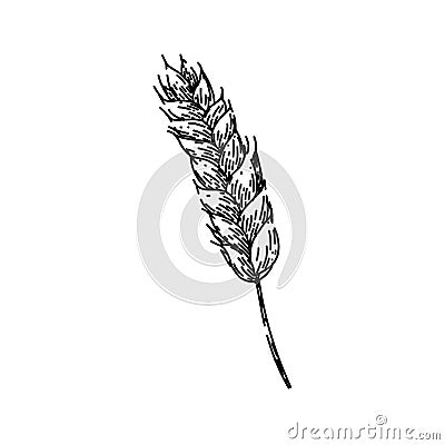 farm wheat sketch hand drawn vector Cartoon Illustration