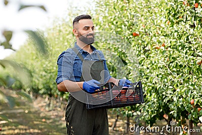 Farm work in autumn, harvest in summer and cultivation of eco fruits in garden Stock Photo