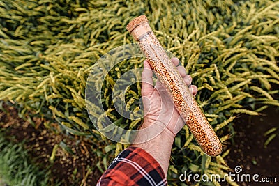 Farm worker agronomist holding plastic tube with wheat grain sample Stock Photo