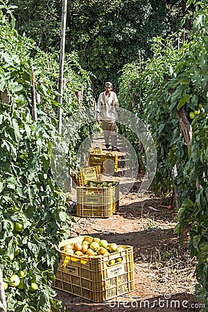Farm workers make tomato harvest Editorial Stock Photo