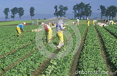 Farm workers picking vegetables Editorial Stock Photo