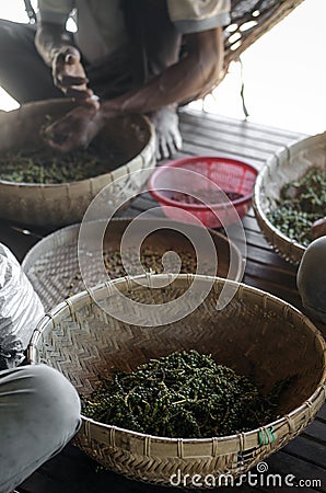 Farm workers sorting fresh pepper peppercorns in kampot cambodia Stock Photo