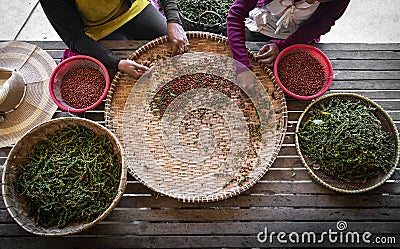 Farm workers sorting fresh pepper peppercorns in kampot cambodia Stock Photo