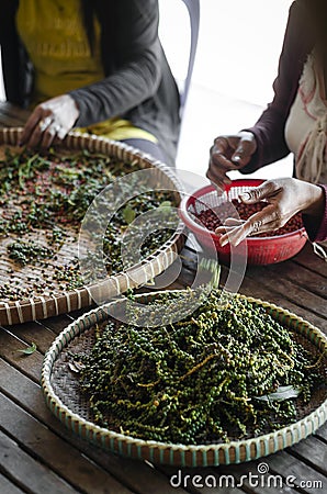 Farm workers sorting fresh pepper peppercorns in kampot cambodia Stock Photo