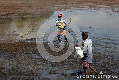 Farm workers throw fertilizer in the paddy fields Editorial Stock Photo