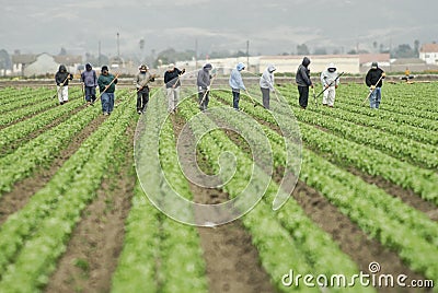 Farm Workers at Work Stock Photo