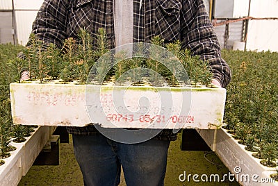 Farmed connifer seedlings Stock Photo