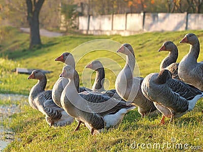 Farmed goose standing on grass Stock Photo
