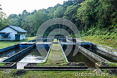 Farmed rainbow trout in Doidam at Chiangmai. Stock Photo