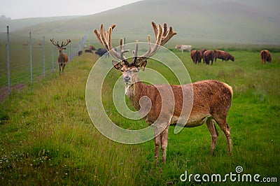 Farmed Red Deer Stag Stock Photo