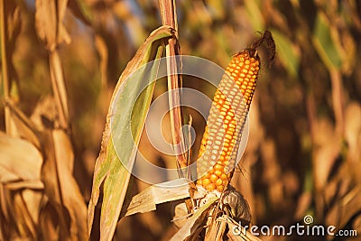 Farmed ripe corn on the cob on cultivated field ready for harvest Stock Photo