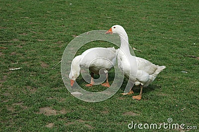Farmed white goose Stock Photo