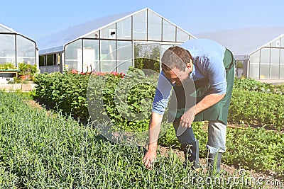 Farmer in agriculture cultivating vegetables - greenhouses in th Stock Photo