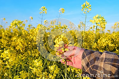 farmer, agronomist hands touch golden blooming yellow rapeseed plants, green fields of ripening agro culture, vegetable lettuce Stock Photo