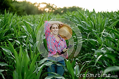 Farmer or an agronomist inspect a field of corn cobs. The concept of agricultural business. Agronomist with tablet checks the corn Stock Photo