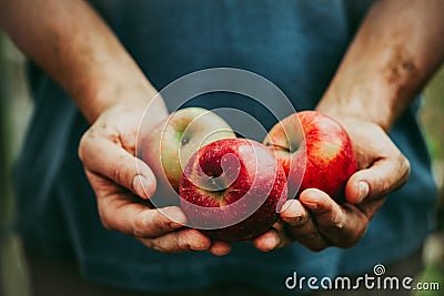 Farmer with apples Stock Photo