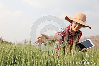Farmer barley crop field plantation checking quality Stock Photo