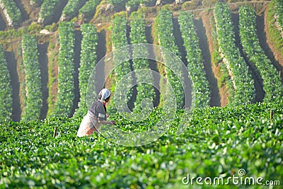 Farmer and beautiful strawberry farm in the morning Editorial Stock Photo