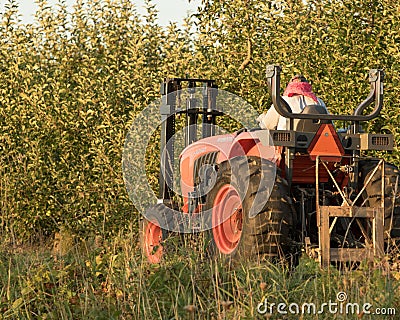 Farmer Bringing in the Apples Editorial Stock Photo