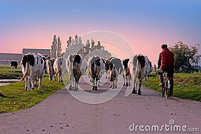 Farmer brings back his cows to the stable at sunset in the Netherlands Stock Photo