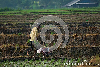 a farmer brings rice seeds to plant in the rice field Editorial Stock Photo