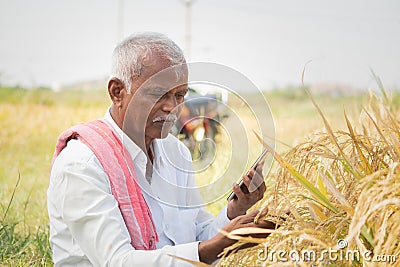 Farmer busy checking the crop yield and pests by using mobile Phone - Concept of Farmer using Smartphone technology and internet Stock Photo