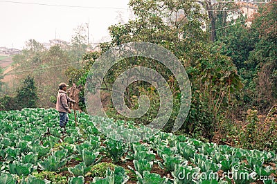 Farmer in cabbage field Editorial Stock Photo