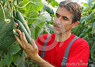 Farmer checking cucumber Stock Photo