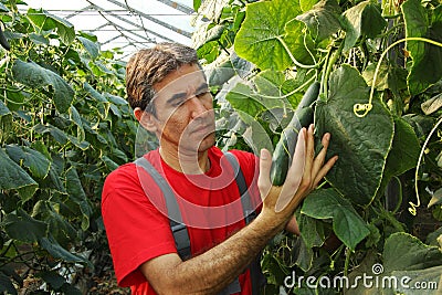Farmer Checking Cucumbers in Commercial Grenhouse Stock Photo