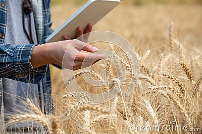 farmer checking data in a wheat field with a tablet and examnination crop Stock Photo