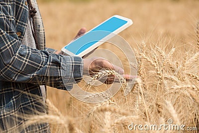 Farmer is checking data in a wheat field with a tablet and examnination crop Stock Photo