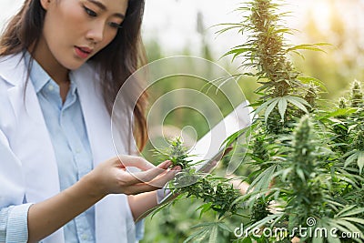 Farmer checking hemp plants in the field, Cultivation of marijuana, flowering cannabis plant as a legal medicinal drug Stock Photo