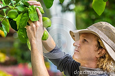 Farmer Checking Lemons Stock Photo