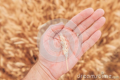 Farmer checking up development of grains in ripening wheat crop ears in field, close up of male hand Stock Photo