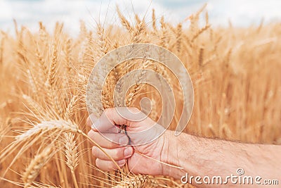Farmer checking up development of grains in ripening wheat crop ears in field, close up of male hand Stock Photo