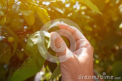 Farmer checking up on unripe fruit of mandarin orange in organic orchard, close up of male hand Stock Photo