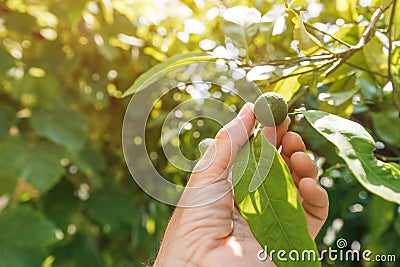 Farmer checking up on unripe fruit of mandarin orange in organic orchard, close up of male hand Stock Photo