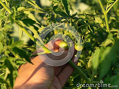 A farmer checks green ripening tomatoes for infection with bacterial diseases and pests. Close-up of a farmer hand holding a Stock Photo