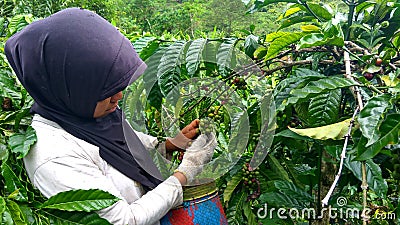 The Farmer Coffee of Merangin Editorial Stock Photo