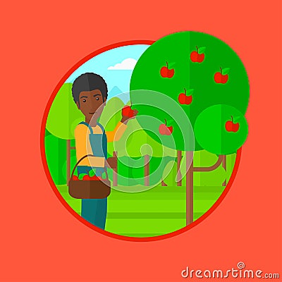 Farmer collecting apples vector illustration. Vector Illustration