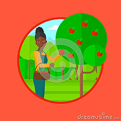 Farmer collecting apples vector illustration. Vector Illustration