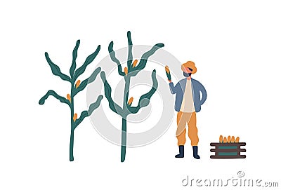 Farmer collecting corn flat vector illustration. Farm worker, rancher cartoon character. Seasonal crop harvest, natural Vector Illustration